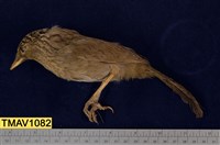 藏品(臺灣畫眉)的圖片